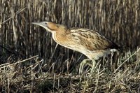 bird bittern in reeds