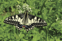 swallowtail